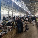 ‘Pazarda Fiyatlar Düşerse Üretici Zarar Ediyor’