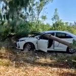 Muğla’da Radar Aracının Üzerine Okaliptüs Ağacı Devrildi