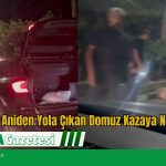 Muğla’da Aniden Yola Çıkan Domuz Kazaya Neden Oldu