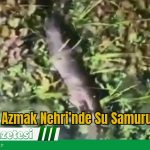 Akyaka Azmak Nehri’nde Su Samuru Sürprizi