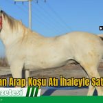 70 Safkan Arap Koşu Atı İhaleyle Satışa Çıktı