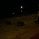 Menteşe’de Domuz Sürüsü Paniğe Neden Oldu